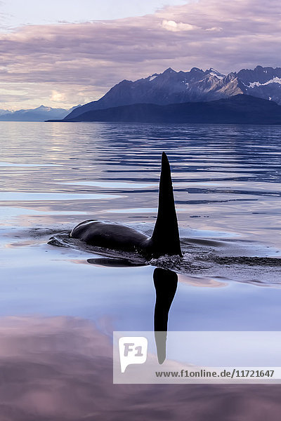 Ein Orca-Wal (Schwertwal) (Orcinus orca) taucht in der Nähe von Juneau im Lynn Canal  Inside Passage  Alaska  Vereinigte Staaten von Amerika  auf'.