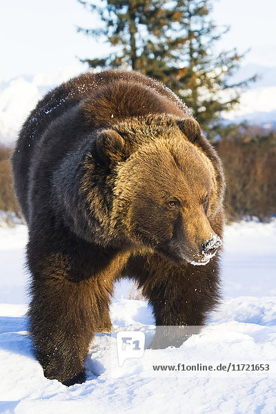 In Gefangenschaft: Grizzlybär im Winter im Alaska Wildlife Conservation Center  Süd-Zentral-Alaska  USA