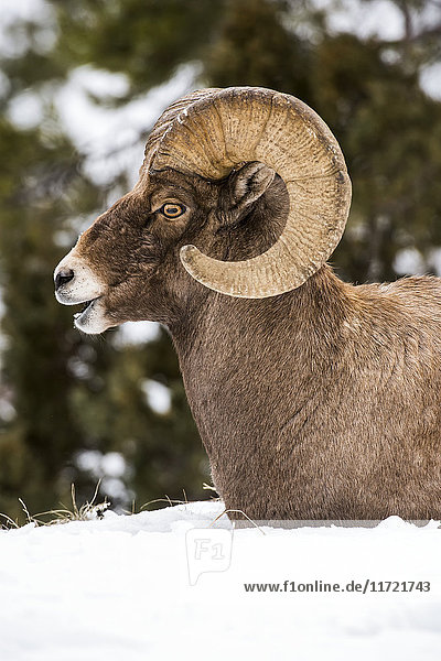 Kopf- und Schulteraufnahme eines großen Dickhornbocks (ovis canadensis)  der im Schnee liegt  Shoshone National Forest; Wyoming  Vereinigte Staaten von Amerika'.