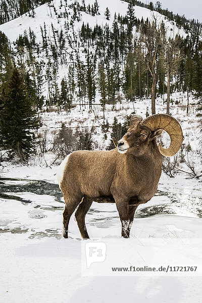 'Large Bighorn ram (ovis canadensis) on snowy slope above the North Fork of the Shoshone River  Shoshone National Forest; Wyoming  United States of America'