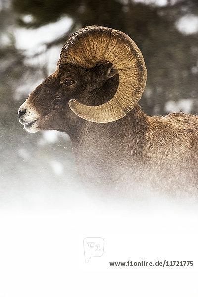 Kopf- und Schulteraufnahme eines großen Dickhornbocks (ovis canadensis)  der im wehenden Schnee liegt  Shoshone National Forest; Wyoming  Vereinigte Staaten von Amerika'.