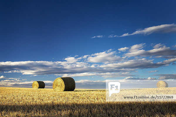 'Hay bales in a clear cut field highlighted by the sun with dramatic clouds and blue sky; Alberta  Canada'