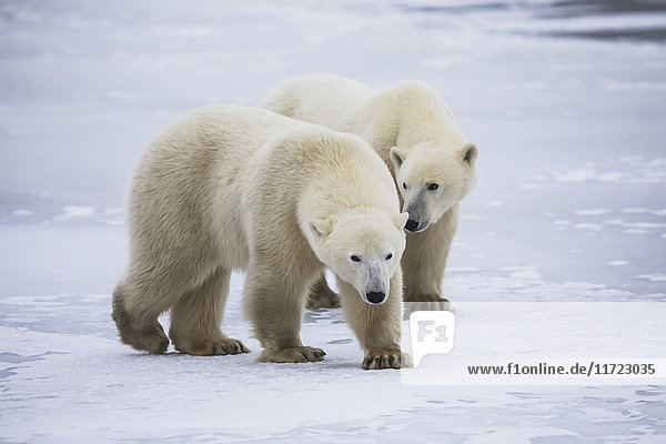 Zwei junge Eisbären (ursus maritimus) beim Spaziergang auf dem Eis  Hudson Bay  nahe Churchill; Yukon  Kanada
