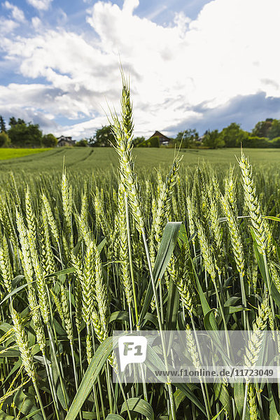 Gesunder grüner Weizen wächst in Reihen auf einem Feld; Bonn  Nordwest-Rheinfallen  Deutschland'.