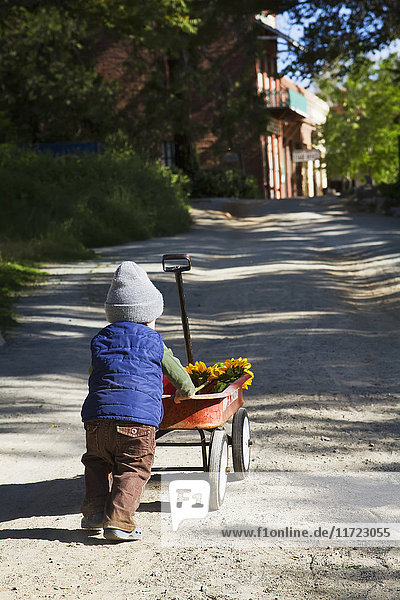 Ein Junge schiebt einen roten Wagen mit Sonnenblumen einen Weg entlang; Columbia  Kalifornien  Vereinigte Staaten von Amerika'.