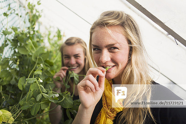 'Sisters Enjoying Produce From The Greenhouse At Their Family's Fish Camp; False Pass  Alaska  United States Of America'