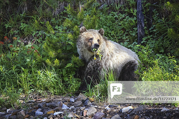 Grizzlybär (ursus arctos horribilis) beim Fressen  Kananaskis Country; Alberta  Kanada'.