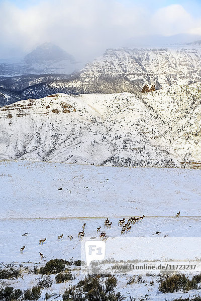 Herde von Gabelbockantilopen (Antilocapra americana) beim Überqueren einer schneebedeckten Wiese mit schroffen Bergen im Hintergrund  Shoshone National Forest; Wyoming  Vereinigte Staaten von Amerika'.