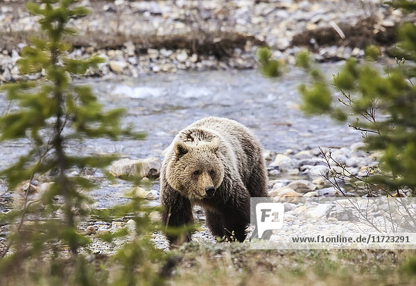 Grizzlybär (ursus arctos Horribilis)  Banff National Park; Alberta  Kanada'.