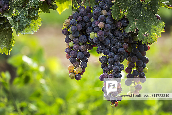 Nahaufnahme von Trauben mit dunklen  unreifen violetten Trauben  die am Rebstock hängen; Vineland  Ontario  Kanada'.