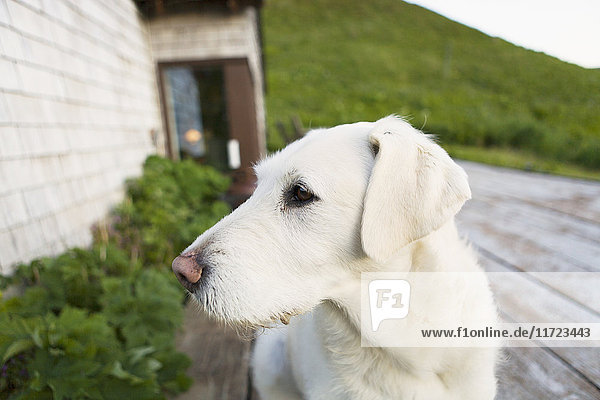 Ein Hund sitzt auf der hölzernen Veranda eines Hauses; False Pass  Alaska  Vereinigte Staaten von Amerika'.