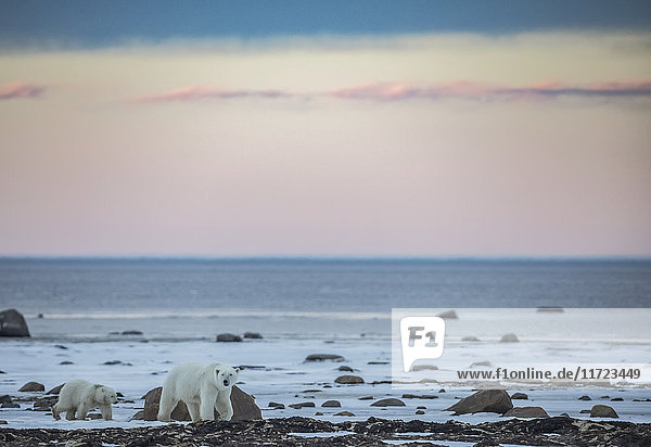 Eisbären an der Küste der Hudson Bay  die darauf warten  dass die Bucht zufriert  Manitoba  Kanada