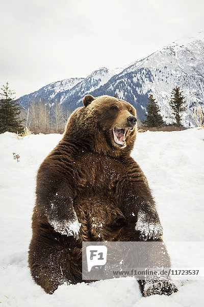 Grizzlybär (ursus arctos horribilis) sitzend im Schnee im Alaska Wildlife Conservation Center  Süd-Zentral-Alaska; Portage  Alaska  Vereinigte Staaten von Amerika'.