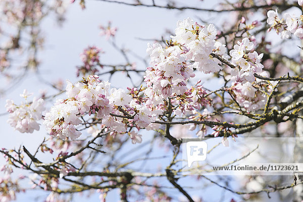 'Close-up of cherry blossoms on a tree; Portland  Oregon  United States of America'