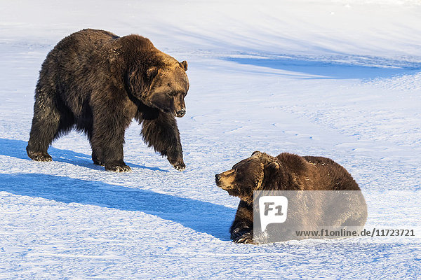 Braunbären (ursus arctos) im Schnee im Alaska Wildlife Conservation Center  Süd-Zentral-Alaska; Portage  Alaska  Vereinigte Staaten von Amerika'.