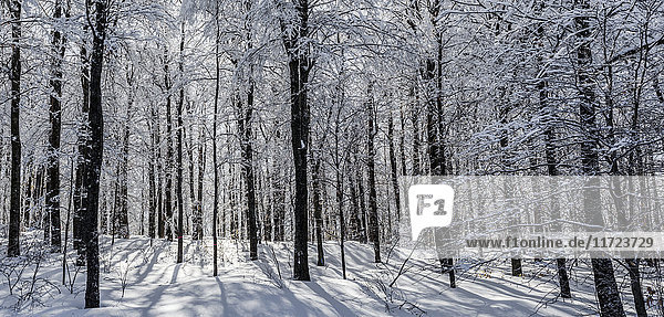 Ein mit Eis und Schnee bedeckter Wald von Bäumen; Shefford  Quebec  Kanada'.
