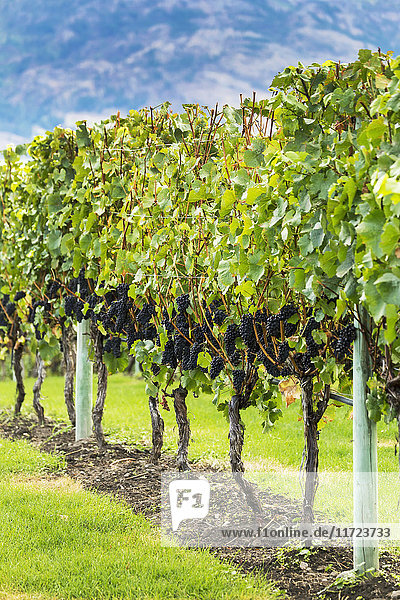 Eine Reihe von Weinstöcken mit dunkelvioletten Trauben; Penticton  British Columbia  Kanada'.