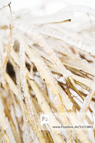 Close-up of a plant covered in ice