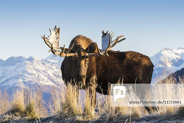 'Bull moose (alces alces)  captive at Alaska Wildlife Conservation Center  South-central Alaska; Portage  Alaska  United States of America'