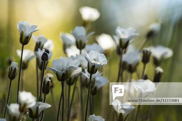 White wildflowers along the Dempster Highway; Yukon  Canada
