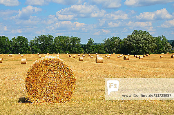 'Bales of hay in a field with trees on the edge of the field under blue sky with cloud; New York  United States of America'
