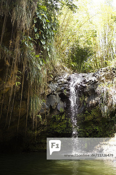 Karibische Inseln  Saint Lucia  Wasserfall im Wald