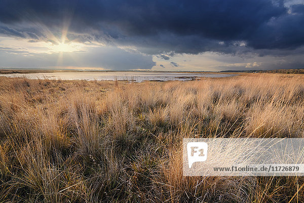 Ukraine  Dnepropetrovsk Region  Novomoskovskiy District  Grassy shore by Lake Soleniy Lyman at sunset