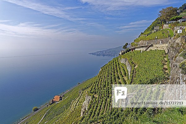 Vineyards at Lake leman,  Saint-Saphorin,  Canton Waadt,  Switzerland,  Europe