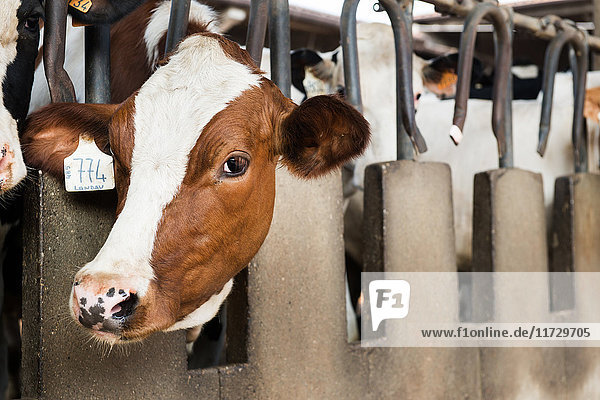 Kuh schaut aus dem Stall auf Bio-Milchviehbetrieb