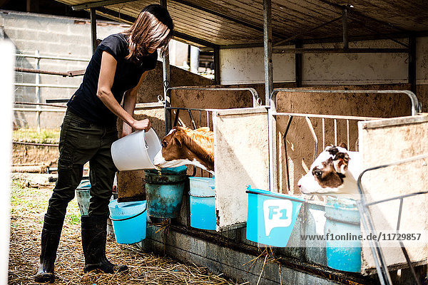 Weibliche Biobäuerin füttert Kälber in Milchviehbetrieb