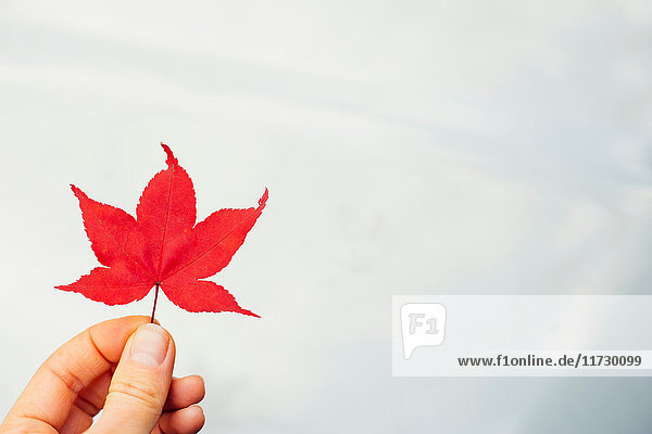 Woman holding red Japanese Maple leaf (Acer palmatum)  close-up