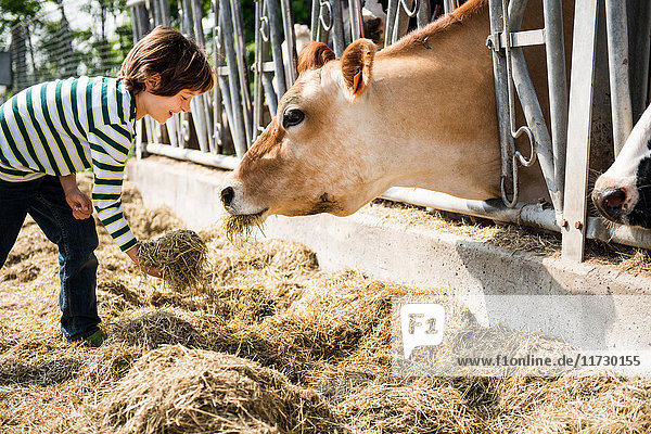 Junge füttert Kuh auf Bio-Milchviehbetrieb