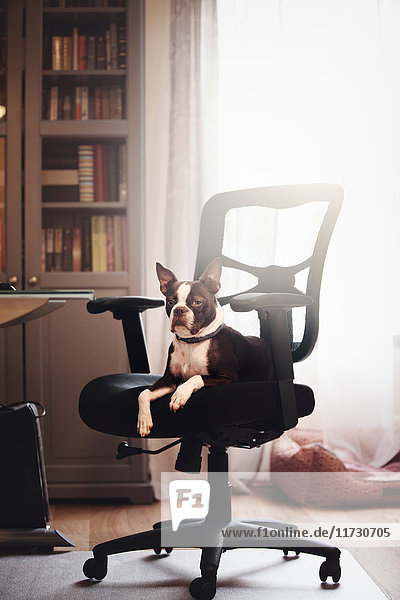 Porträt eines Boston Terriers  der liegend vom Bürostuhl aus schaut