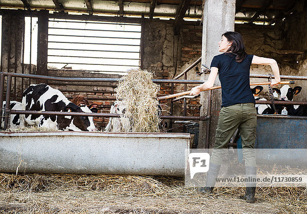 Weibliche Biobäuerin füttert Kälber auf Milchviehbetrieb mit einer Mistgabel aus Heu