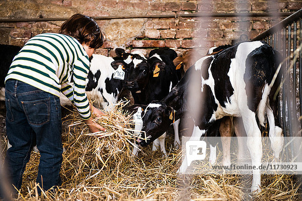 Rear view of boy scattering straw on organic dairy farm
