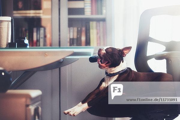 Porträt eines Boston Terriers  der auf einem Bürostuhl liegend und gähnend gähnt