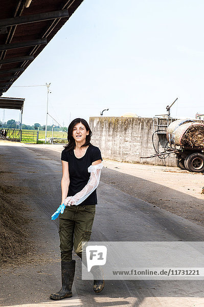 Biobäuerin zieht im Milchviehbetrieb Schutzhandschuh an