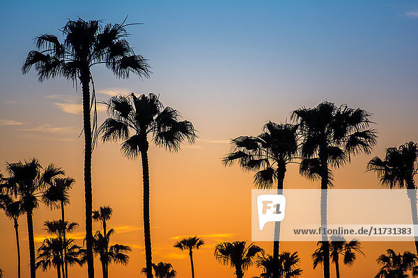 Silhouettierte Palmen im goldenen Sonnenuntergang Encinitas Kalifornien USA