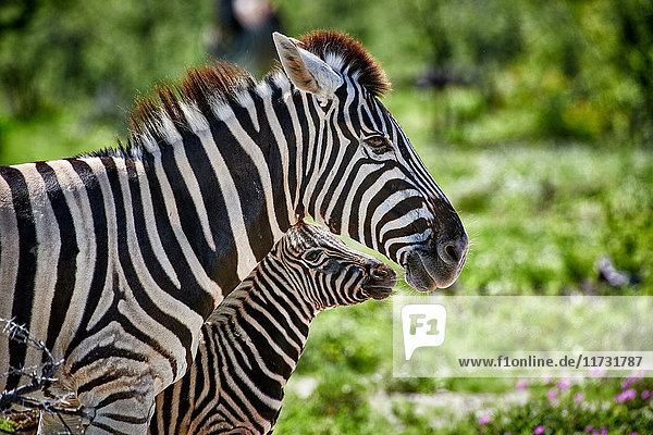 Zebra with foal  Etosha Wildlife Park  Republic of Namibia  Africa