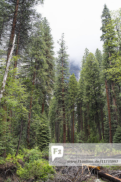 Blick auf Wald und umgefallenen Baum  Yosemite National Park  Kalifornien  USA