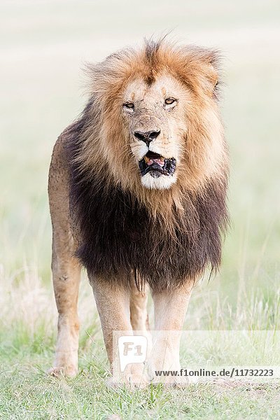 Male African Lion (Panthera leo) on savanna  Masai Mara National Reserve  Kenya  Africa.