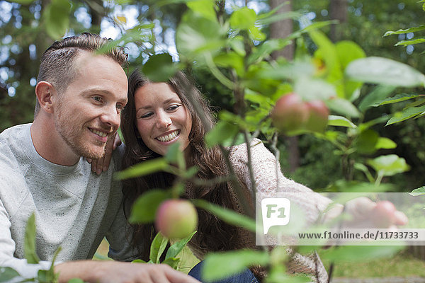 Couple picking apples from garden
