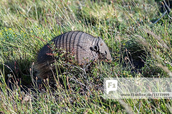 A hairy armadillo in Torres del Paine National Park in southern Chile.