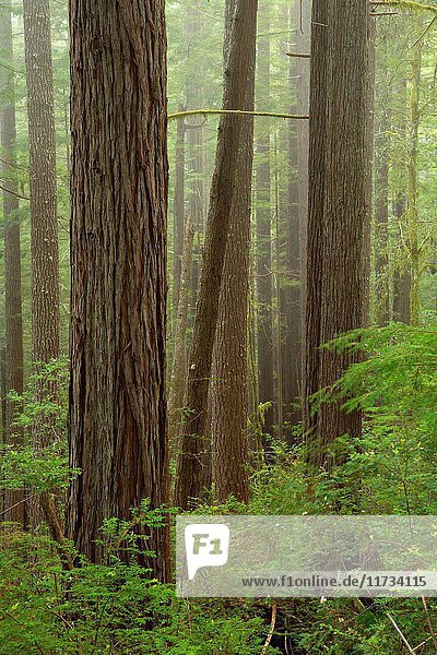 Forest along Oregon Redwoods Interpretive Trail  Siskiyou National Forest  Oregon.