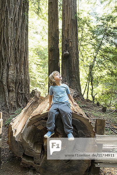 Boy sitting on tree trunk  Muir Woods  California  USA