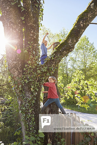 Two young boys climbing tree