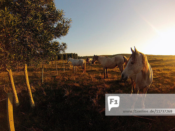 Criollo horses in sunlit field  Uruguay