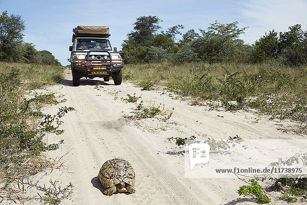 Geländewagen auf sandigem Weg  Schildkröte im Vordergrund  Francistown  Chobe  Botswana