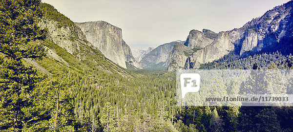 Mountains and forest  Yosemite National Park  California  USA