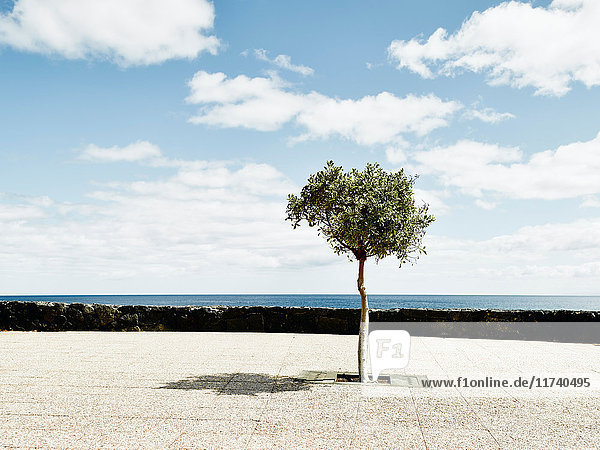 Baum auf Lanzarote  Spanien